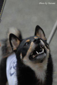 11-taDSC_2334.JPG