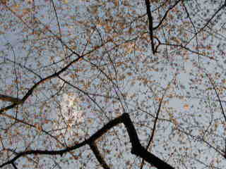 sakura1