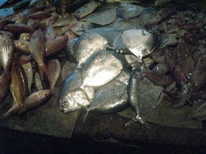 ���륿�Х��λԾ�