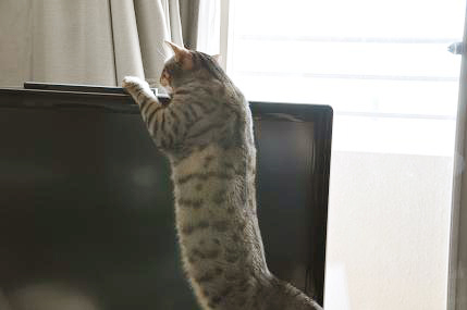 Wii����ƥʤˤ��֤�Ĥ�