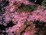 PICT0384