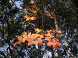 PICT0454