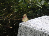 PICT0003