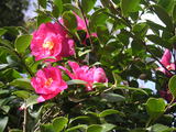 PICT0460