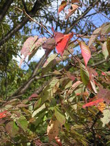 PICT0433