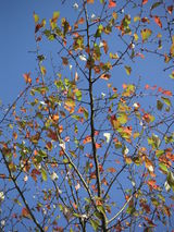 PICT0385