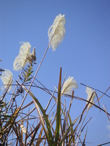 PICT0640