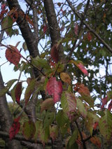 PICT0270