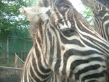 sima