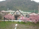 sakura