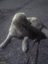 VFSH0033.JPG