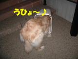うひょひょ