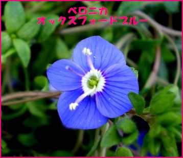 070404�٥��˥�