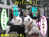 �Х˥鷯��