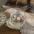 kame1