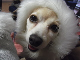 bd935933.jpg