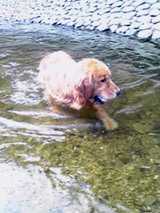磐船川遊び