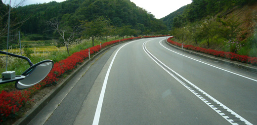 サルビアロード