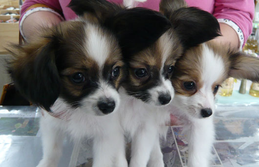 パピヨン犬