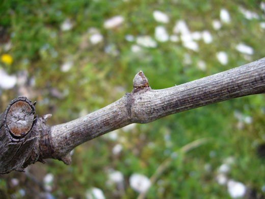 能登ワインの4月の畑、ぶどうの新芽