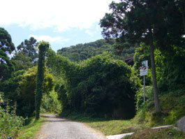 珠洲 大谷の山