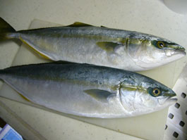 �դ��餮