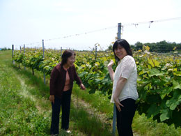 能登ワイン畑6月