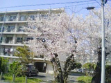 sakura