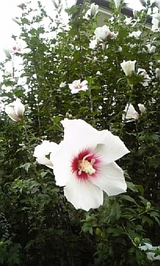 3bc09843.jpg
