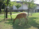 奈良博物館で草を食む鹿さん・・・
