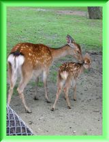 鹿さんのママとバンビちゃん♪とっても可愛かったな～♪