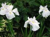 白い菖蒲と蝶