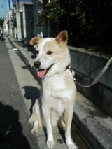 麦君