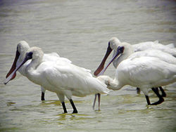 250px-Platalea_minor