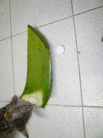 aloe bera-