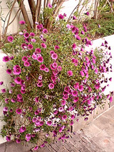松葉菊