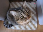 足元の与六