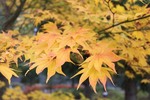 紅葉3