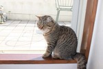 テラスを見る与六