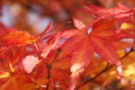紅葉1
