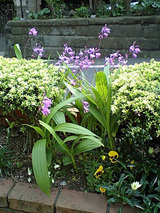 紫の花