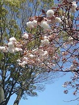 八重桜2