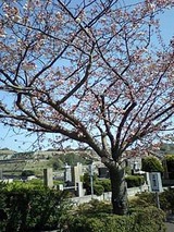 八重桜1