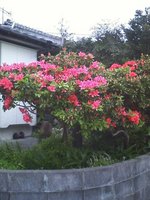 屋久島のツツジ