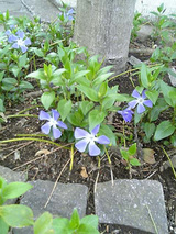 紫の花2
