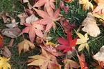 紅葉2