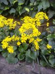 つわぶきの花