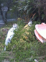 安房川の猫