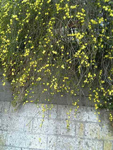 黄色の花