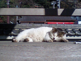 光明寺の猫